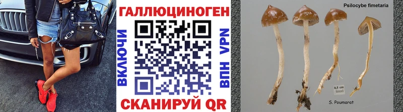Псилоцибиновые грибы Cubensis Ноябрьск
